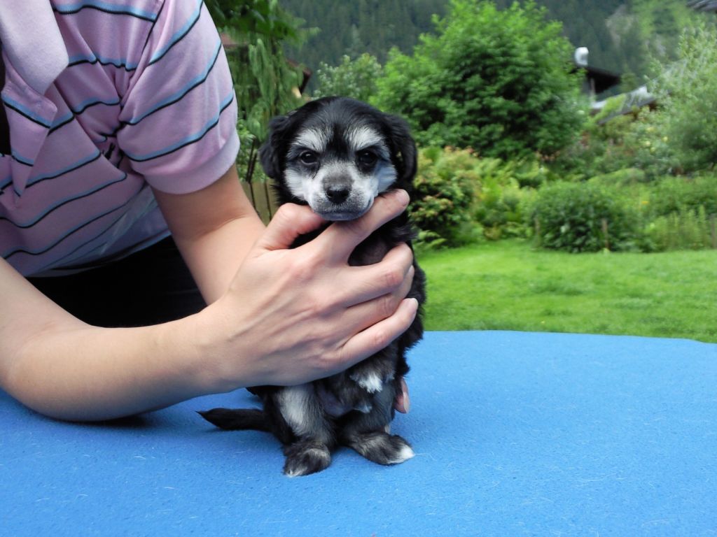 Scheulings Castle Django