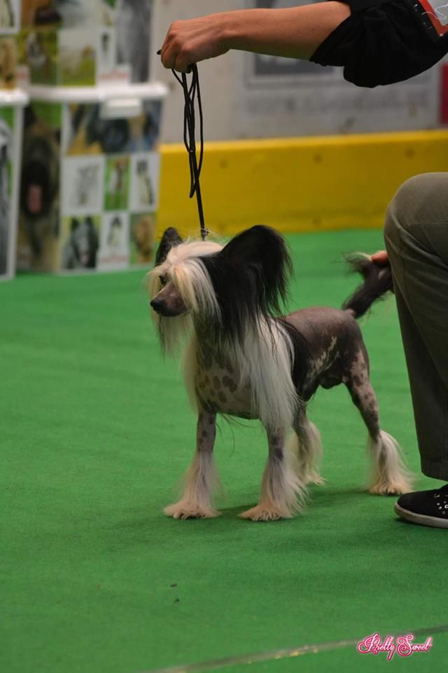 Volshebnaja Loshadka Gilar