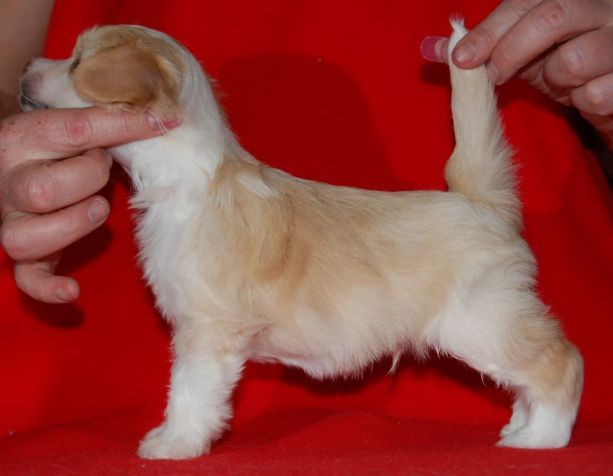 Volshebnaja Loshadka Gallant