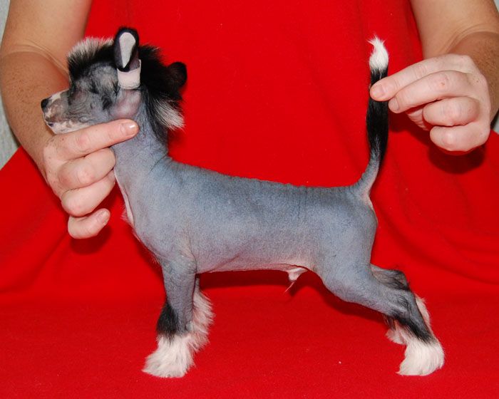 Volshebnaja Loshadka Dzhipers