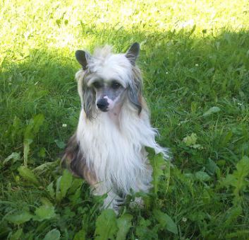 Volshebnaja Loshadka Daron