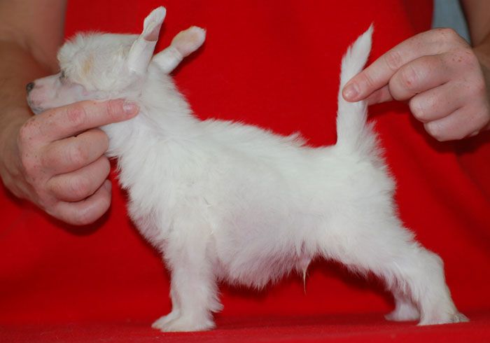 Volshebnaja Loshadka Keanu