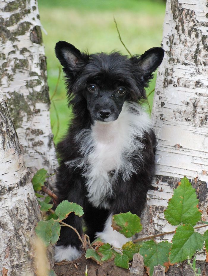 Volshebnaja Loshadka Kolombina