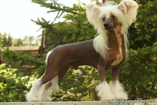 Habiba Strictly Secret