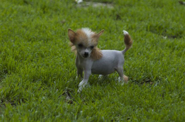 Imagine Little Champs