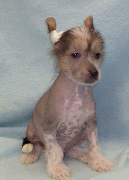 Show'nTells Dark Harry