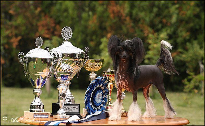 Odette Blue Rose  Avokaduh