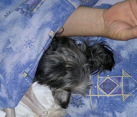 Operetta  dell  Avokaduh