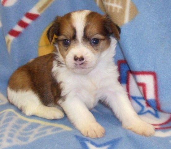 Show'NTells Always a Party in Houston