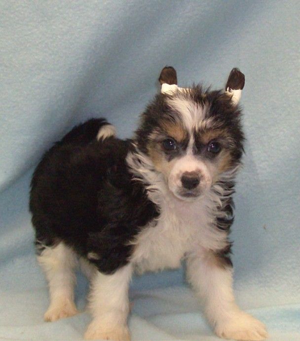 Show'NTells They Call Me Indy