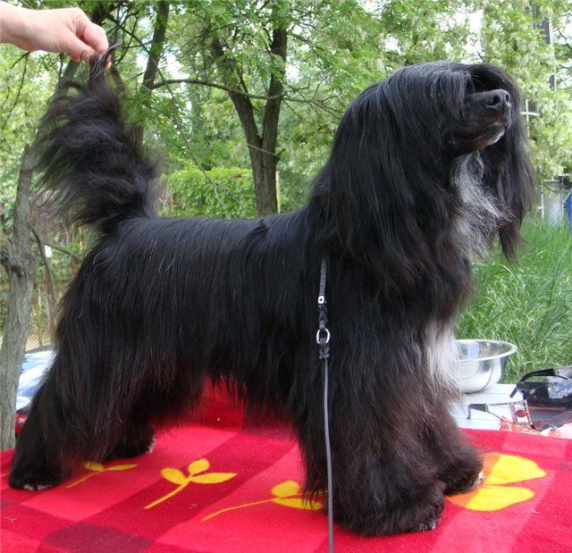 Virginia Black of Channel