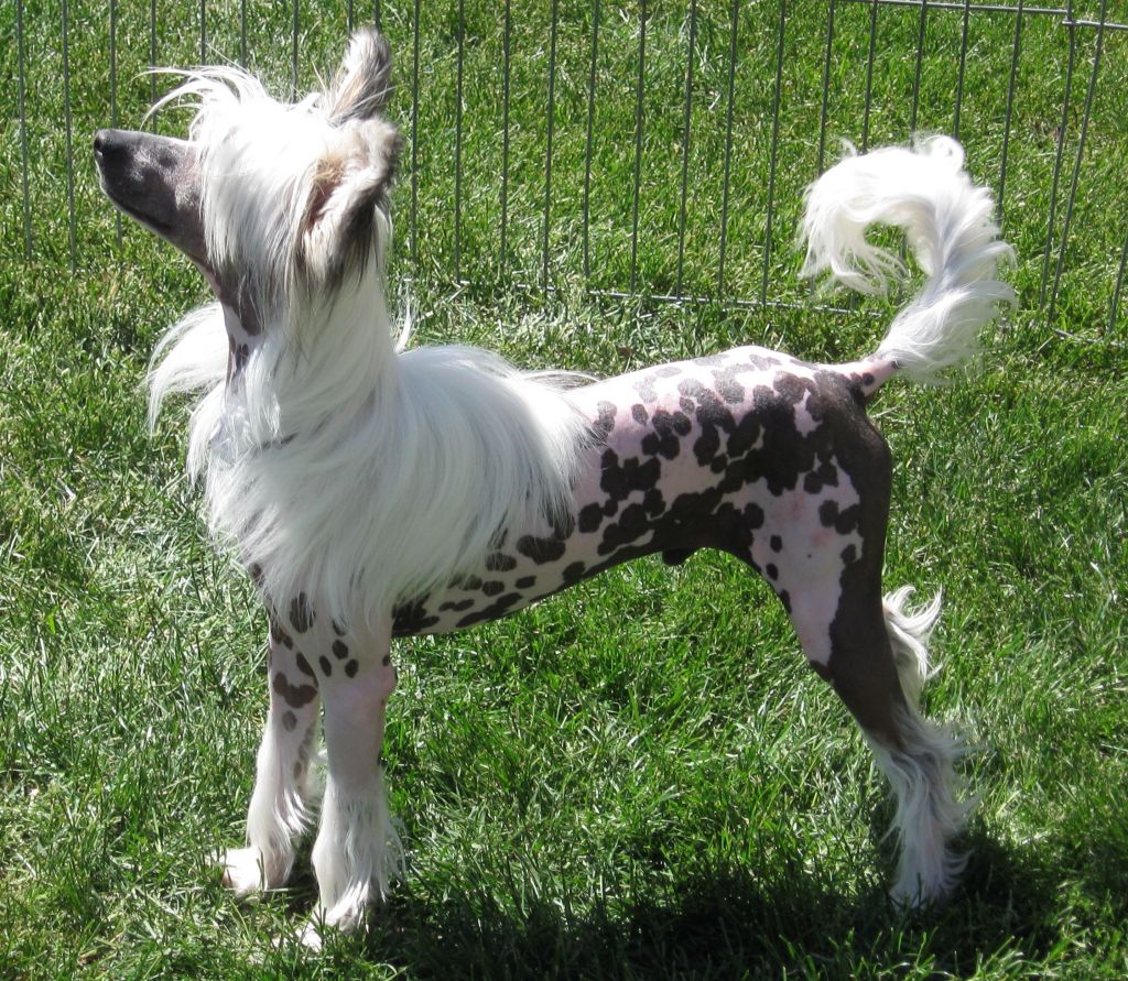 Pointy Pines Illigal Immigrant