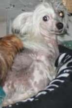 Hairicane Dukes Delight