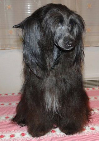 Tessie z Jasne hvezdy