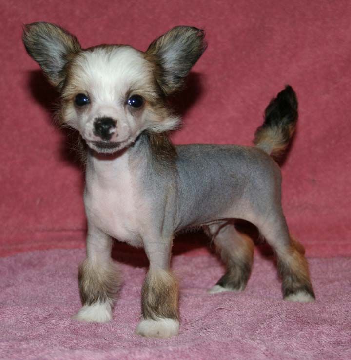 Jewels Strike The Gold