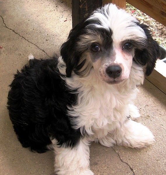 Hanaott Honey Roztocka hvezda