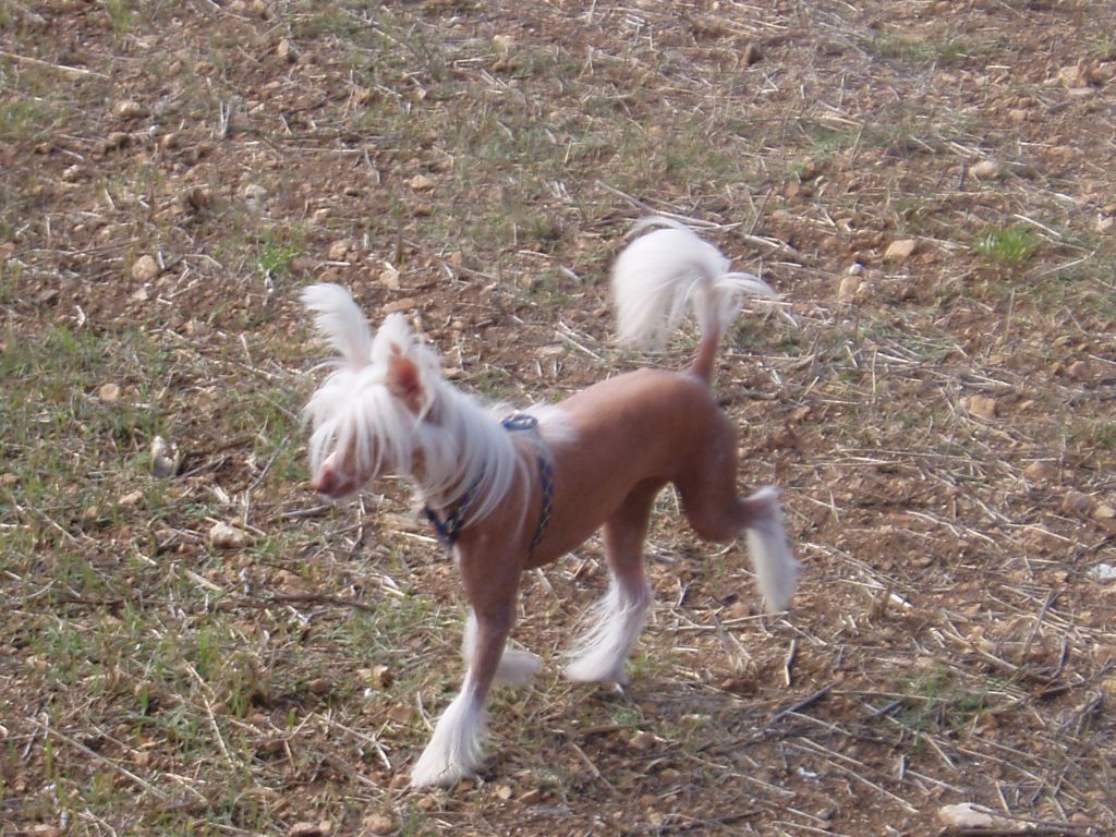 Loveland Maltese De La Vallette