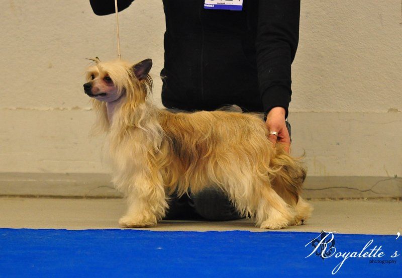 Bozo Gang's Aquarelle