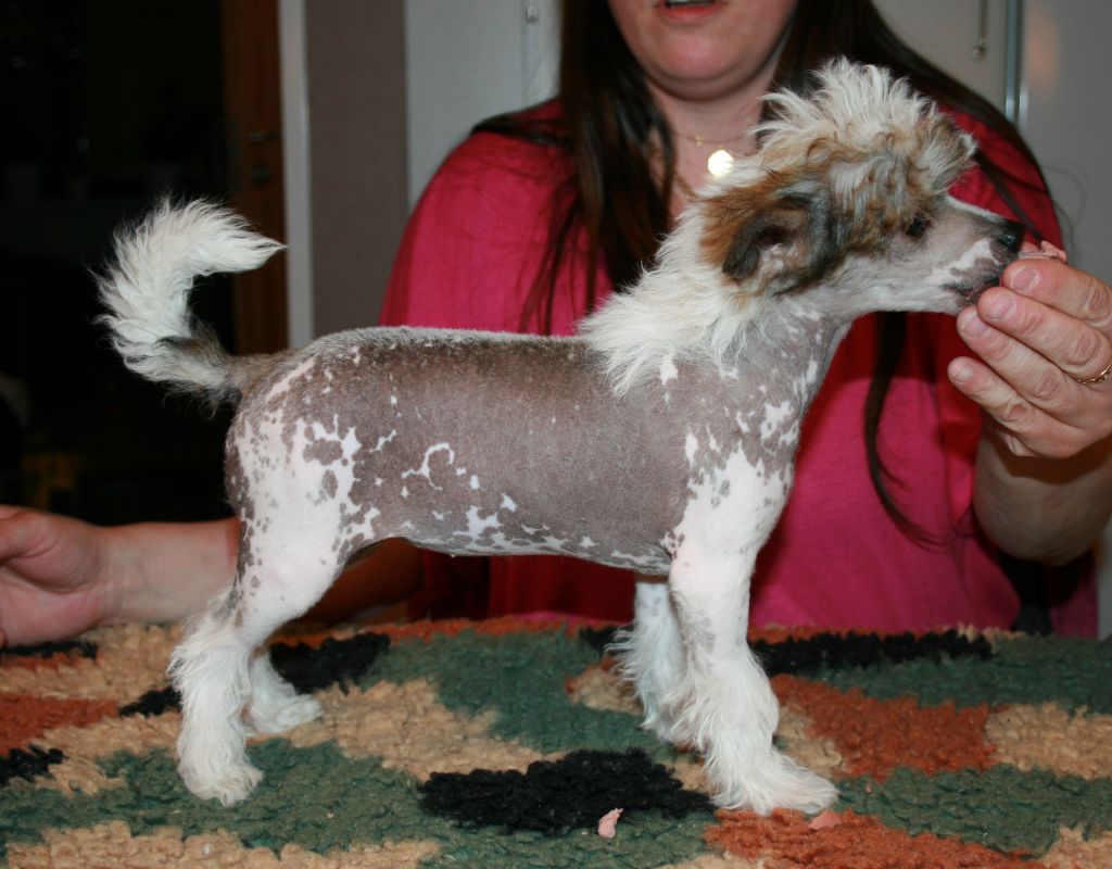 Cute and Crazy I'm Pixi