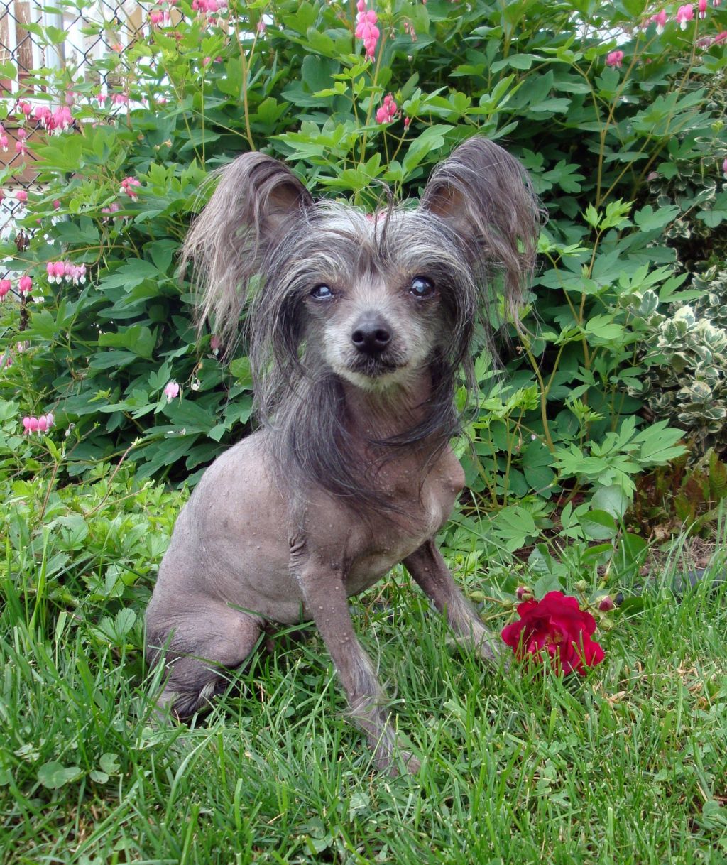 Venchur's Into Draculas Lair