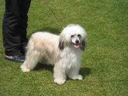 Unjoya's Simon Says Noodles