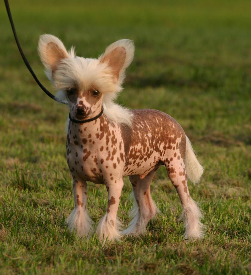 Happy Dancing King Kong