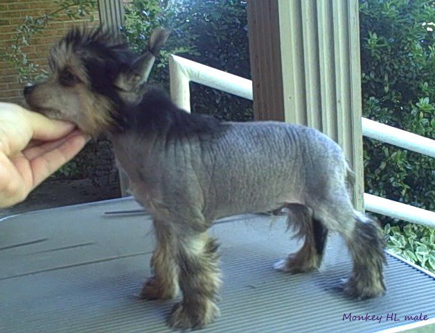 Sakkarra Bling It On