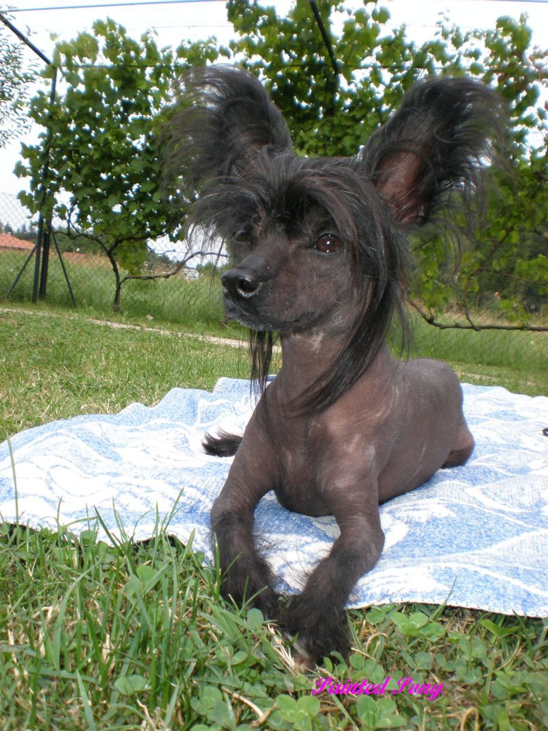 Lucy Crown Painted Pony