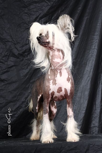 Oriental Jokes Twilight 