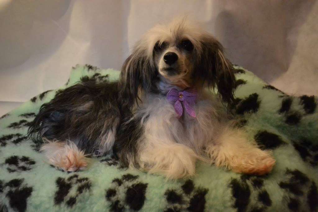 Brunius Dream Leader