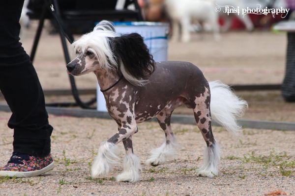 Chattanooga's Hijo de la Luna