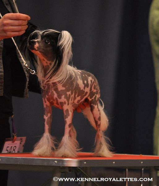 Chattanooga's Flor de Luna