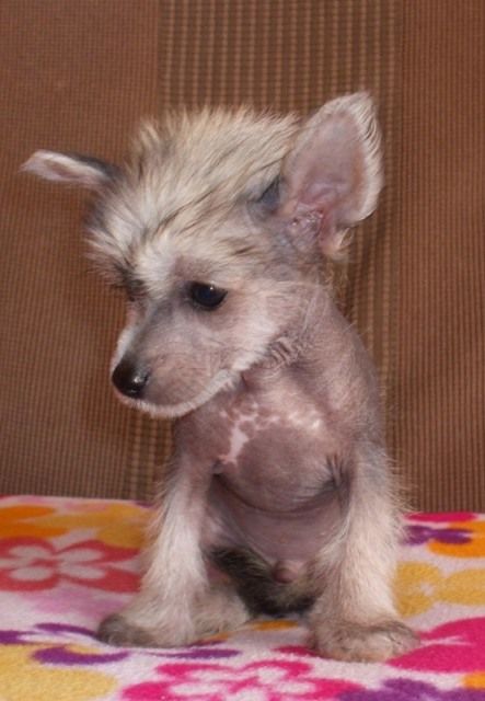 Andrew Corgann ar Arenis Marri