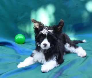 Yunao's Abilou Peron