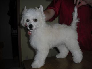 Yunao's Arylon Kitaro