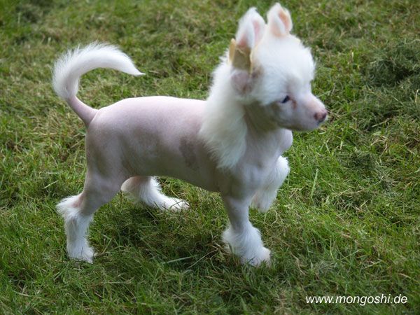 French Kiss Mongoshi