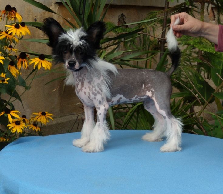 Treasure Guardians Ecstasy