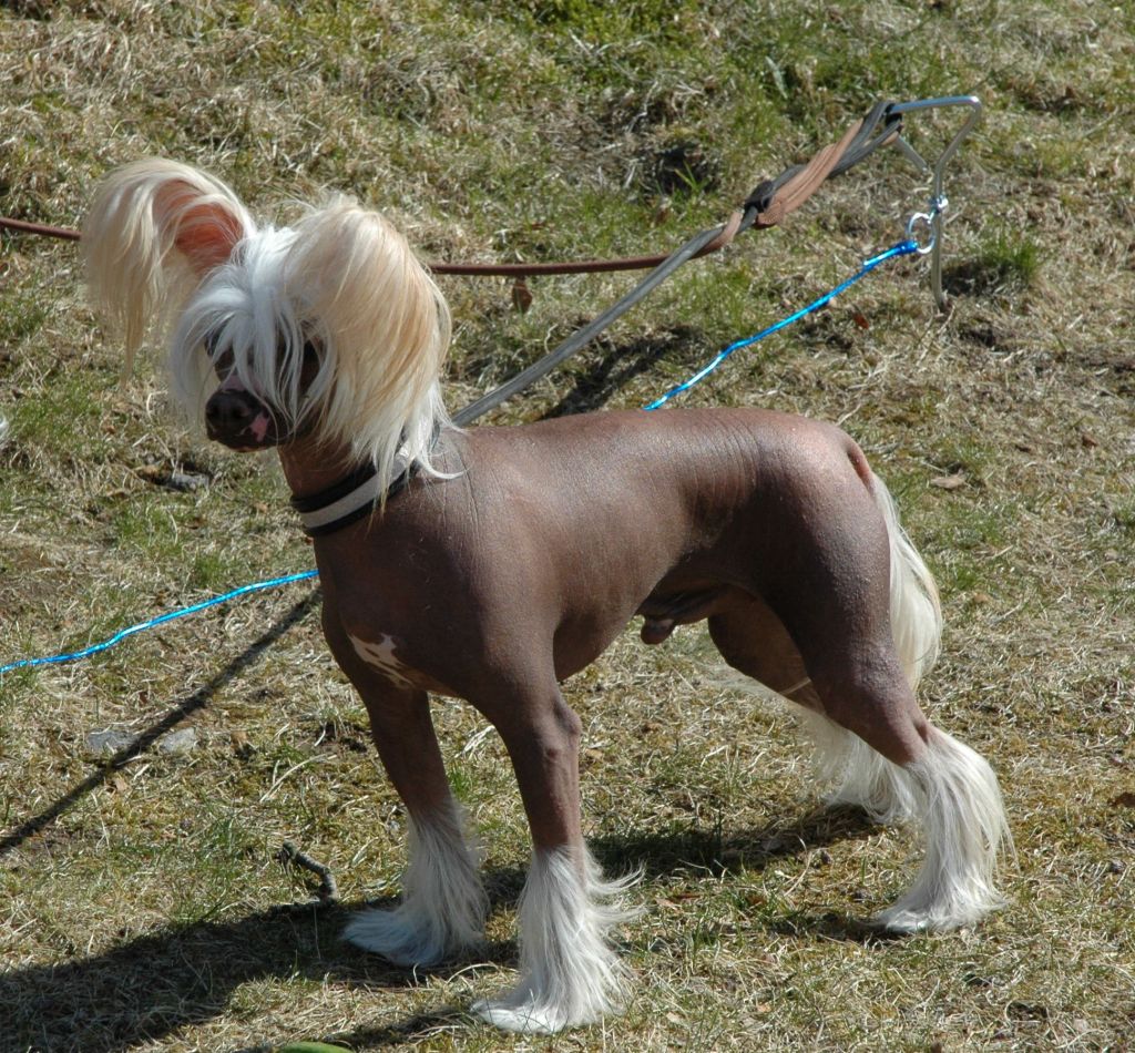 Trønderpia's Make My Day