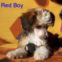 Ruff N Tuff Puff of Pughbear