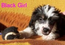 Tri As She Mite Of Pughbear