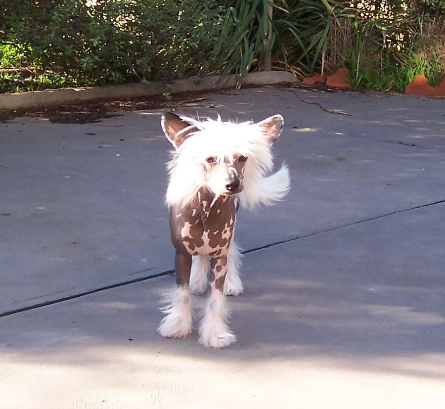 Hibay The Earlo Shroudshire