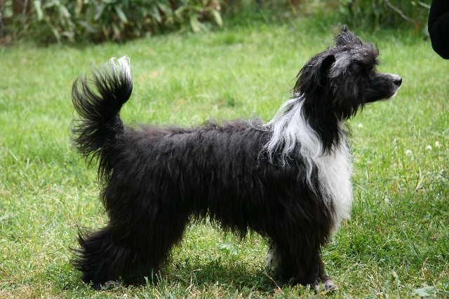 Ridgecrest's He's A Player