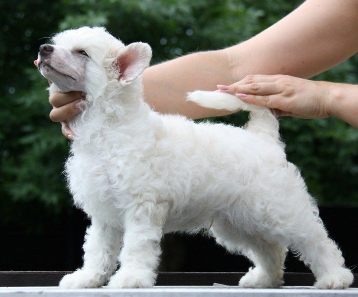 Olegro Katrin Uller Crafts