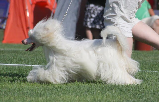 Hundred Acres Freaky Dream