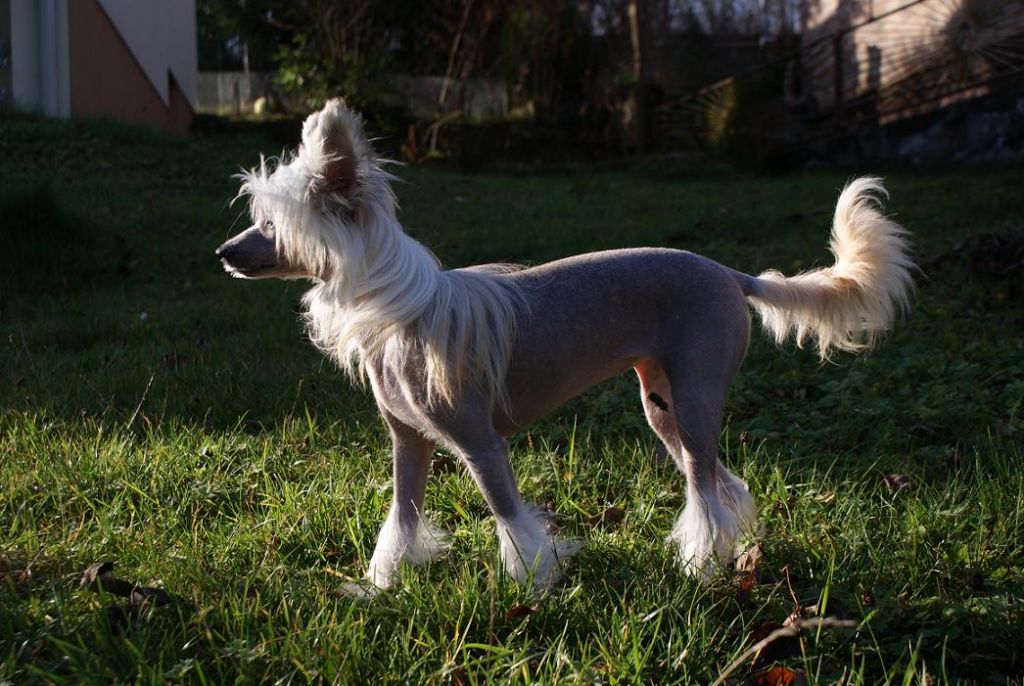 Gyal-lí ze Shetlandu