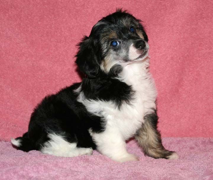 Jewels She's Got It All