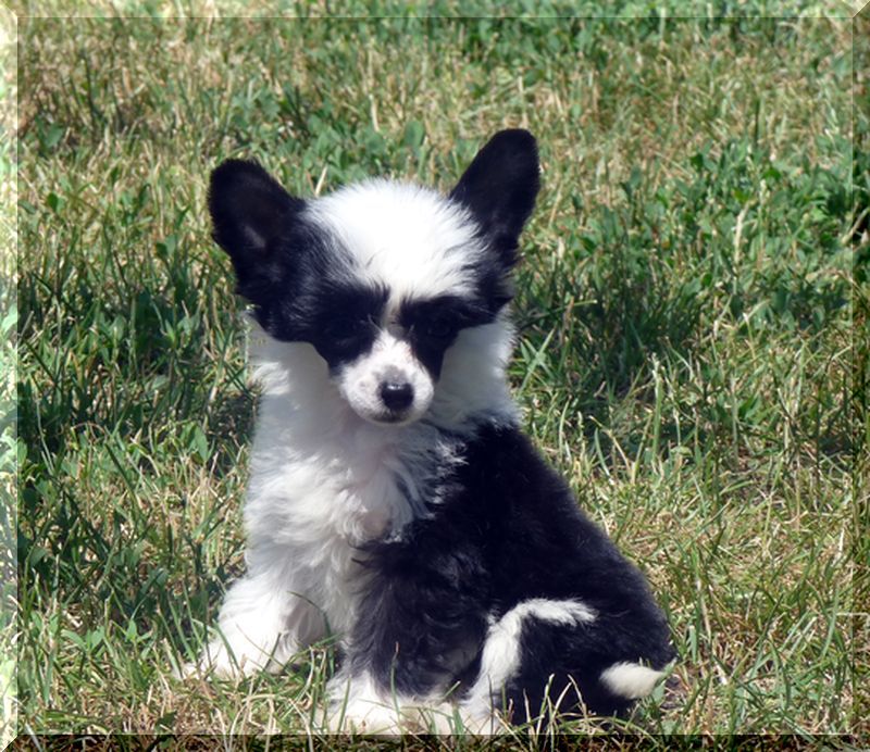 Fundoklia-völgyi Kaszanics Cassandra