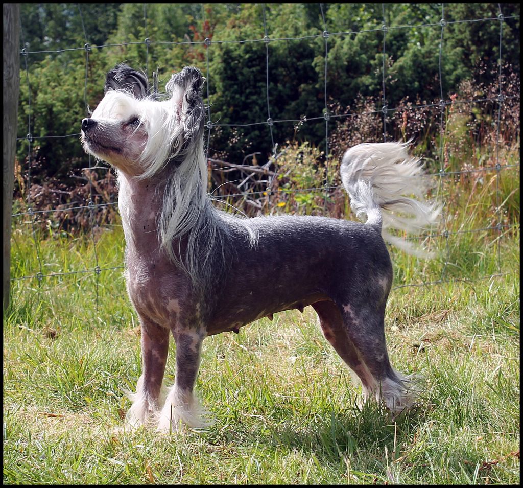 Xodix Bright Black Temptation