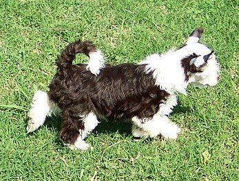 Jonbrecy's Phoenix Feather