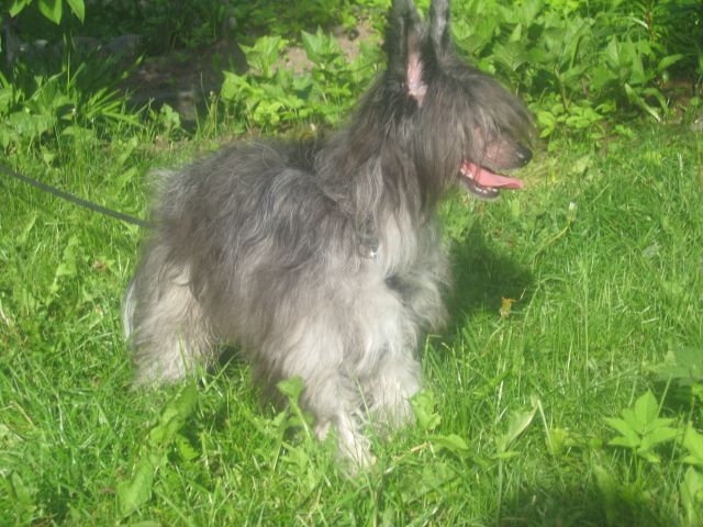 Edcullen's Glade  Am-Cey's Son